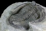 Zlichovaspis Trilobite - Beautiful Specimen #86756-4